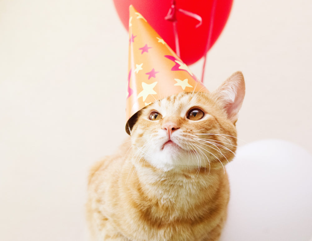7 Cat Birthday Ideas: Treats, Toys, & Party Tips